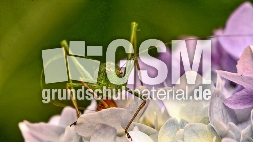 Kurzflügelige Schwertschrecke (11).jpg